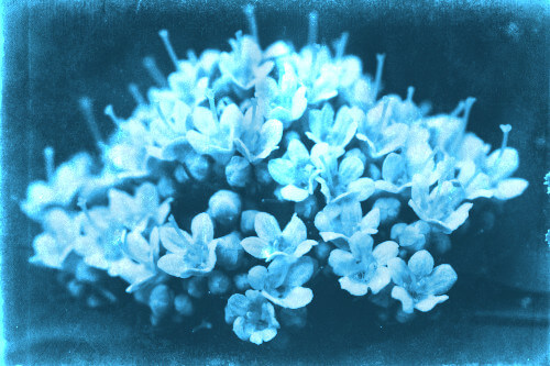 With Cyanotype effect