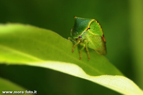 Un esempio di utilizzo delle forme su una fotografia verde