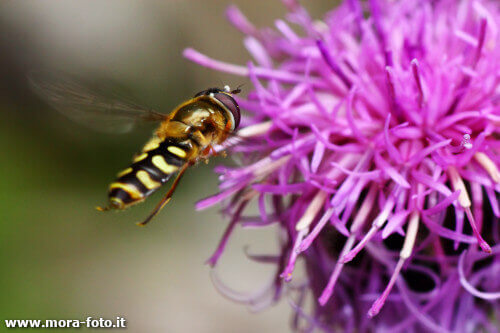 purple flower