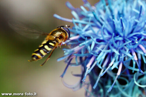 azure flower